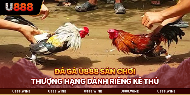 Đá gà U888 Trực Tuyến Uy Tín - Sân Chơi Thượng Hạng Đá gà U888