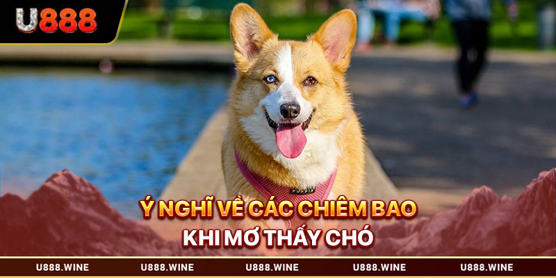 Ý nghĩ về các chiêm bao khi mơ thấy chó